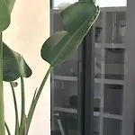דירה She *